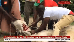 Peter Obi donates cow to supporters in Bauchi for Eid-el-Kabir